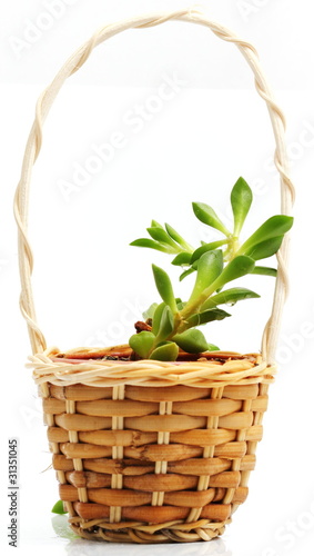 Small tree in the basket