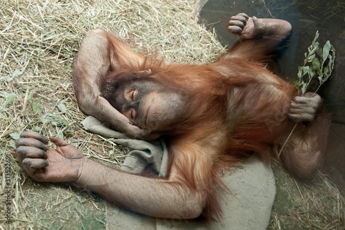 Ape