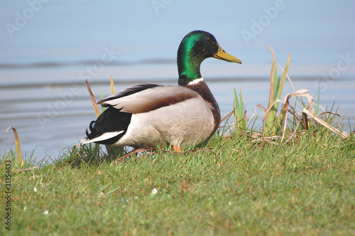 canard colvert