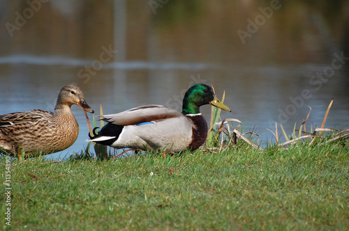 couple canard et canne