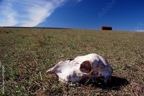 sheep cranium in Bessarabia steppe, Ukraine photo
