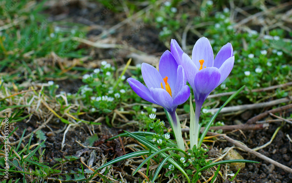 Crocus flower Crocus flower