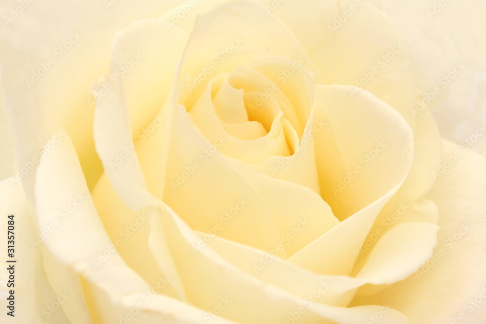 white rose white rose