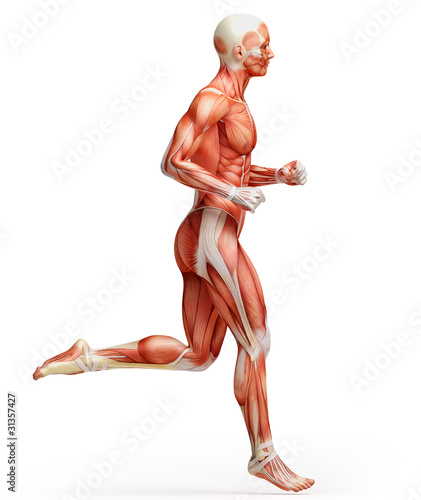 Fotografie, Obraz anatomy, muscles