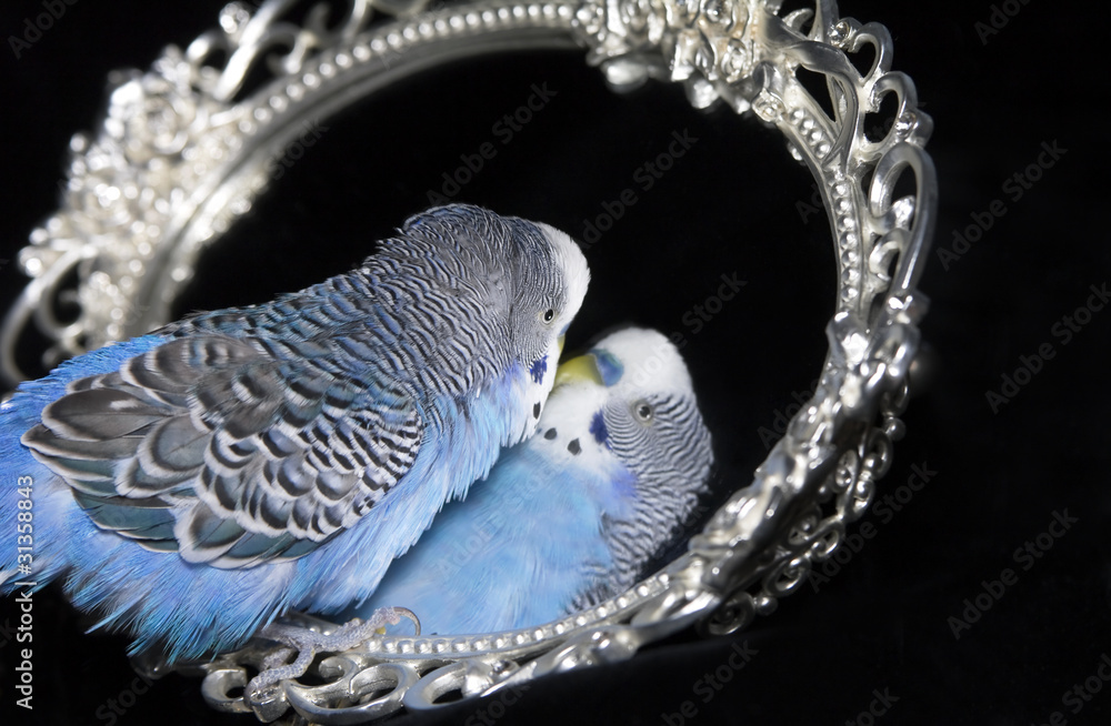Fototapeta premium Blue wavy parrot with reflexion in mirror