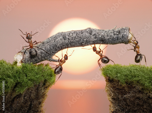 team of ants constructing bridge over water on sunrise