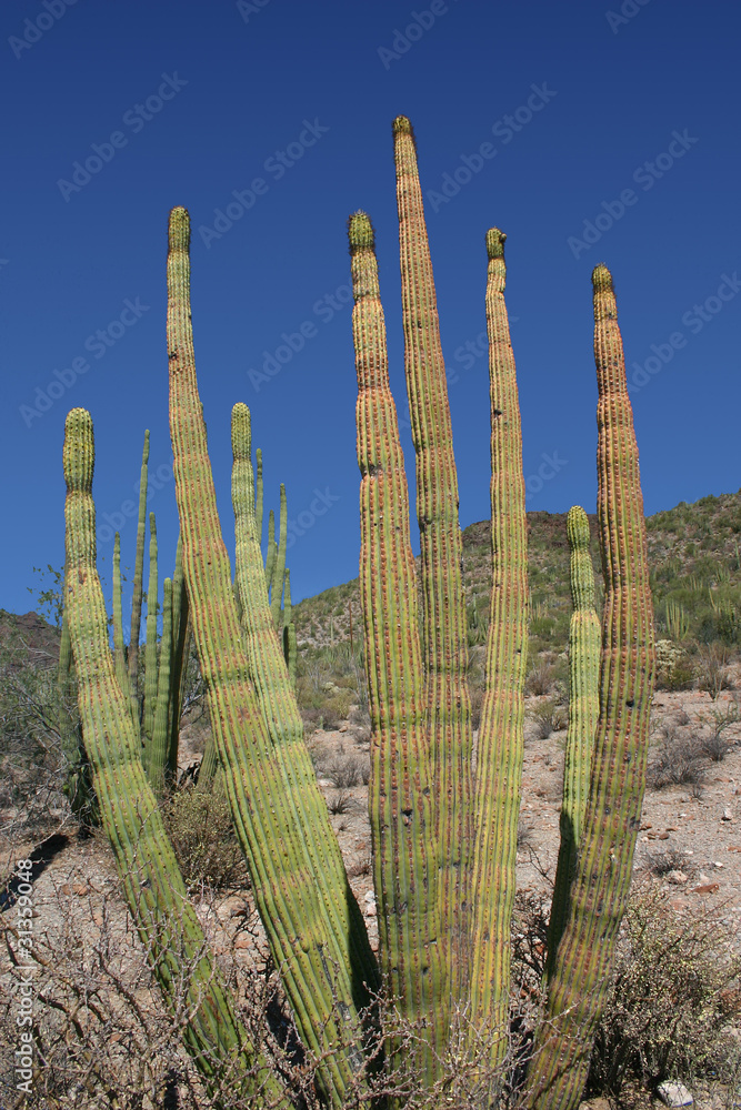 Organ Pipe 1