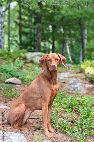 Female Vizsla Dog Sitting in the Woods