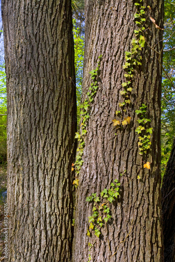 Obraz premium france,île de france,78 : forêt, chênes