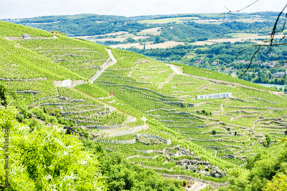 grand cru vineyards, Cote Rotie, Rhone-Alpes, France