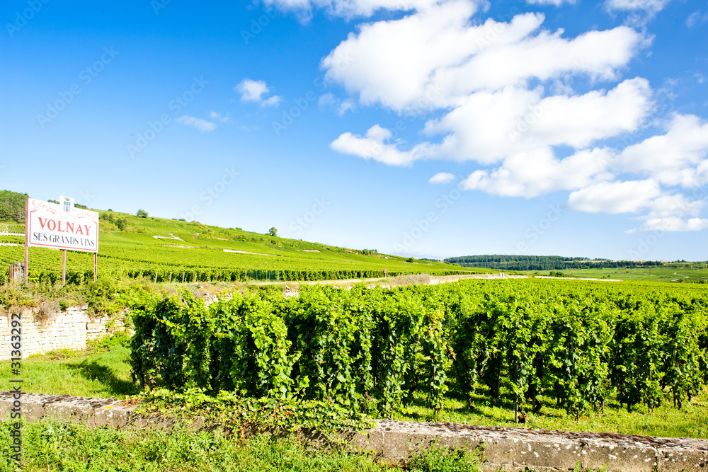 vineyards of Cote de Beaune near Volnay, Burgundy, France