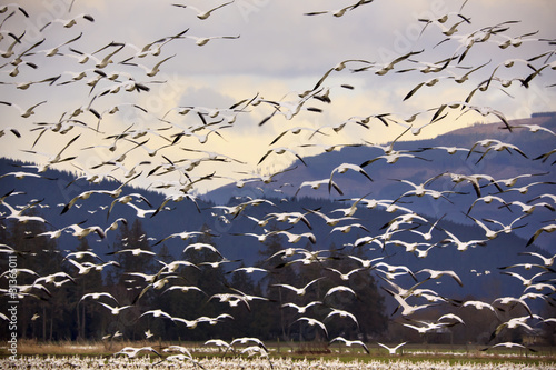Thousands of Snow Geese Flying and Taking Off
