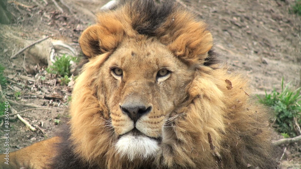 lion on a tree trunk resting lion on a tree trunk resting