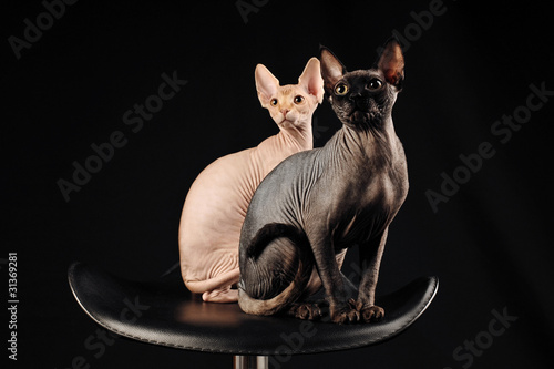 canadian sphynx