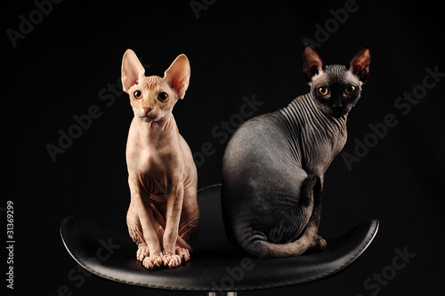 canadian sphynx