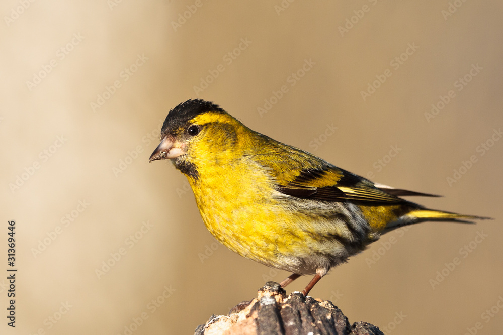 Fototapeta premium Erlenzeisig (Carduelis spinus)
