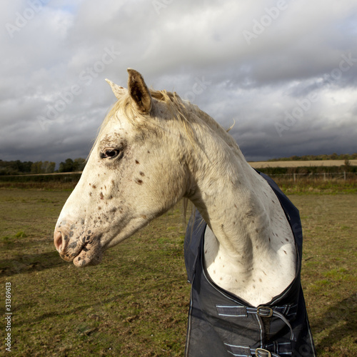 portrait of horse photo