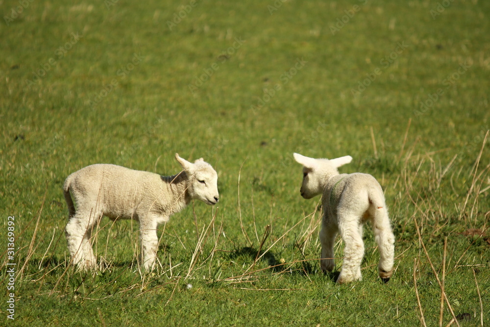 two little lambs two little lambs