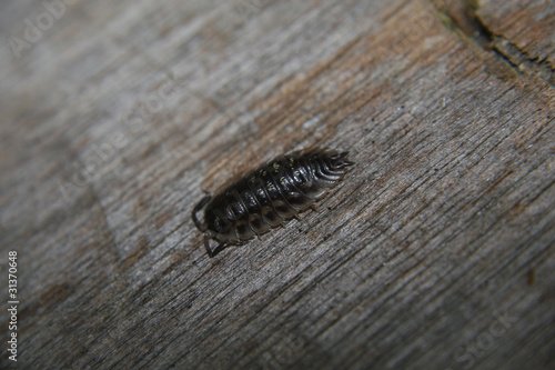 woodlouse