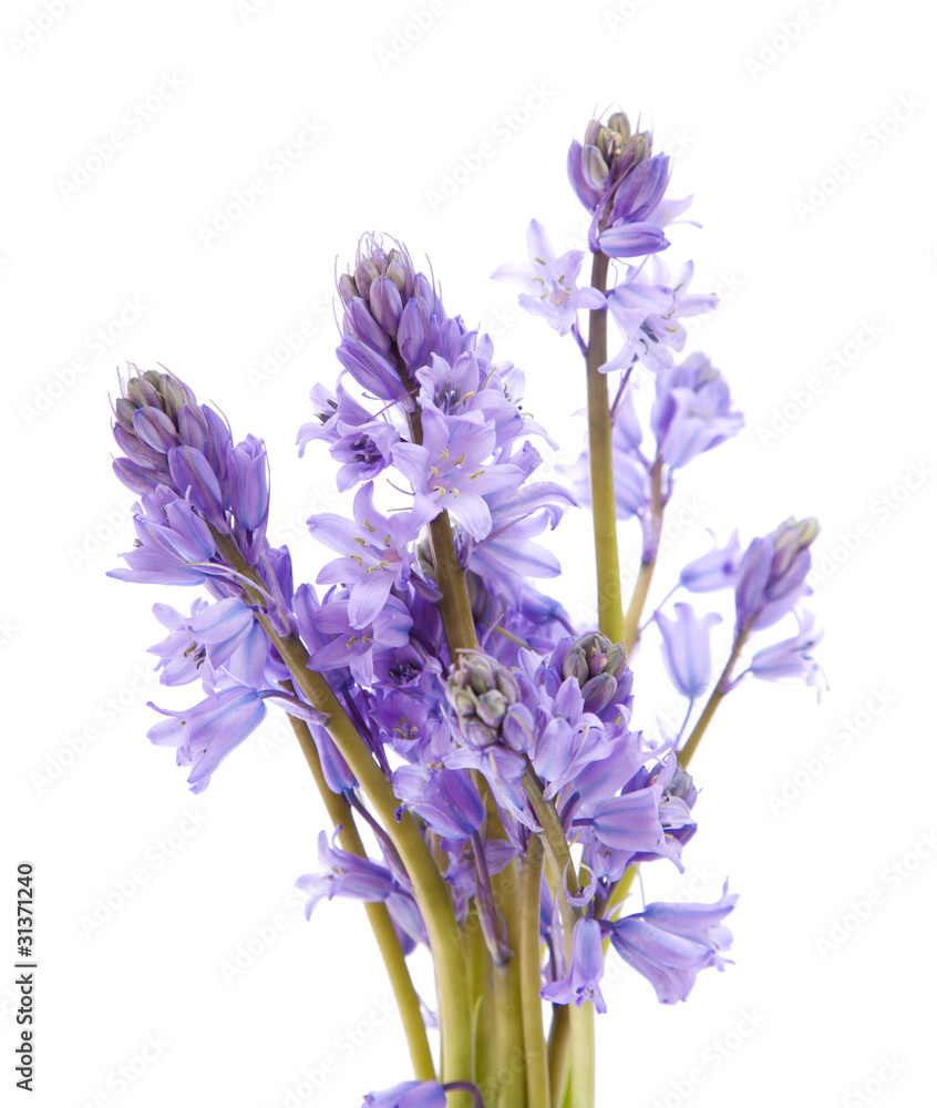 Obraz premium bluebell