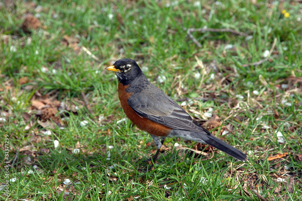 Alert Robin Alert Robin