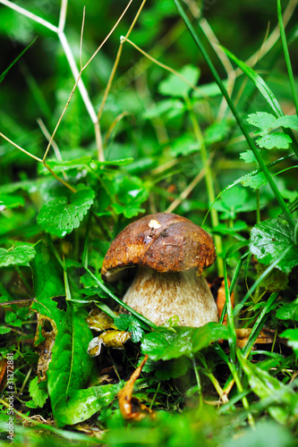 fresh mushroom food outdoor in nature