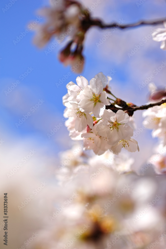 桜