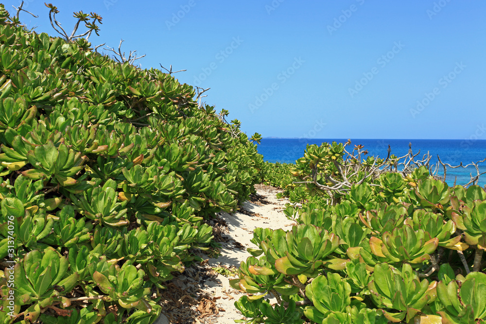 亜熱帯植物の茂るコマカ島の丘と紺碧の空