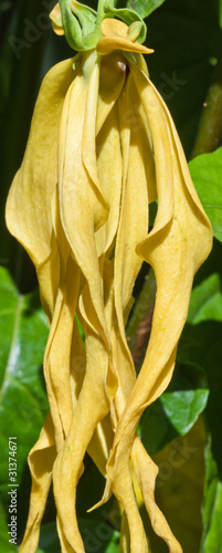 fleur d'ylang-ylang, ylang, cananga odorata, ilang-ilang