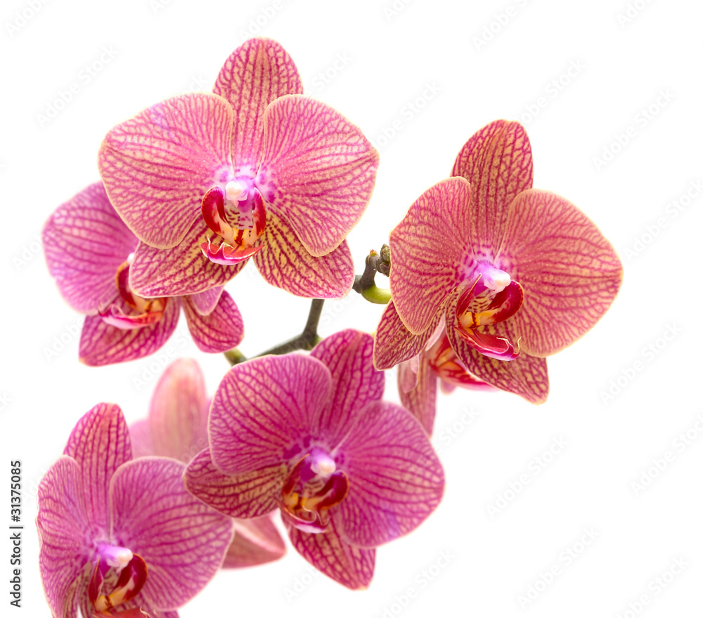 Pink orchid Pink orchid