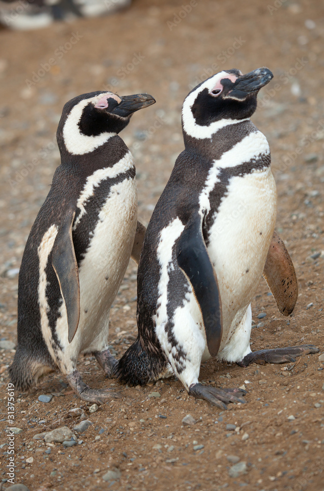 Obraz premium Two magellanic penguins in Patagonia, South America