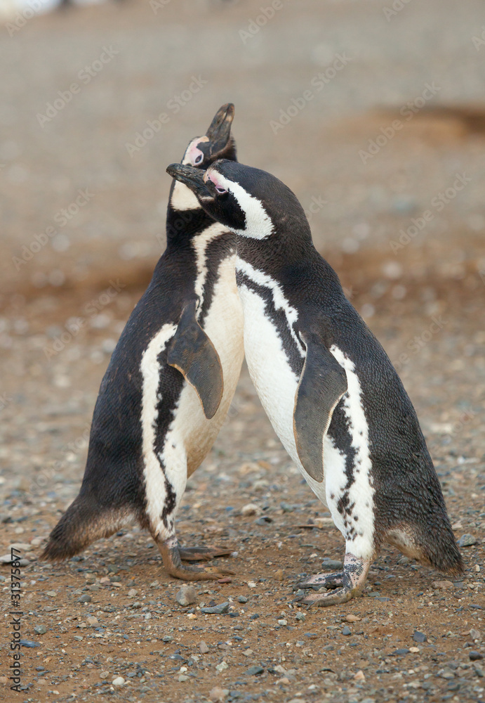 Naklejka premium Two magellanic penguins in Patagonia, South America