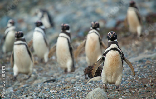Magellanic penguins in Patagonia, South America