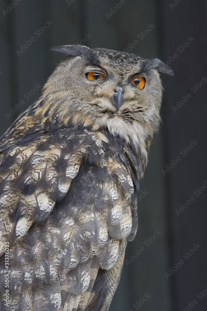 Naklejka premium Uhu ( Bubo bubo )