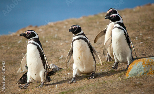 Four Magellanic penguins walking