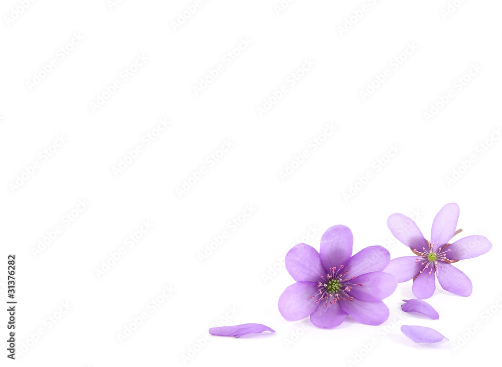 Paper with blue flowers in corner, copy space for text Paper with blue flowers in corner, copy space for text
