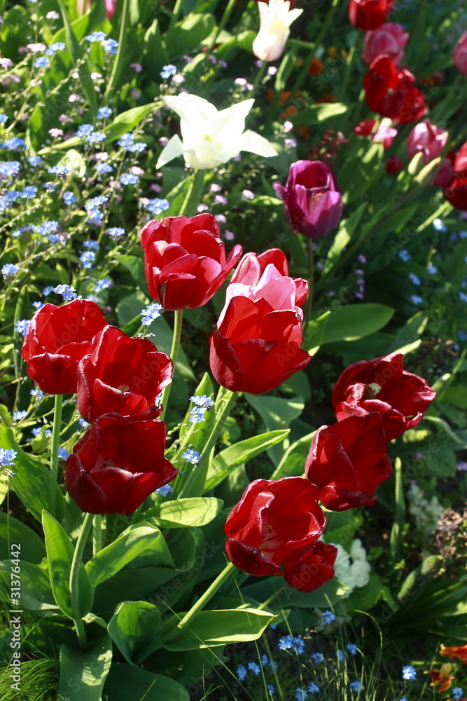 Obraz premium Tulipes rouges