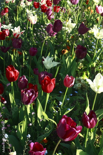 Tulipes dans un parterre