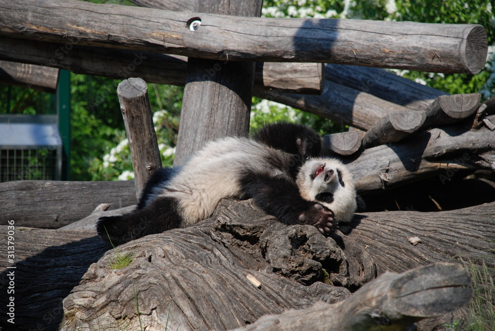 Obraz premium Sleeping Panda baby