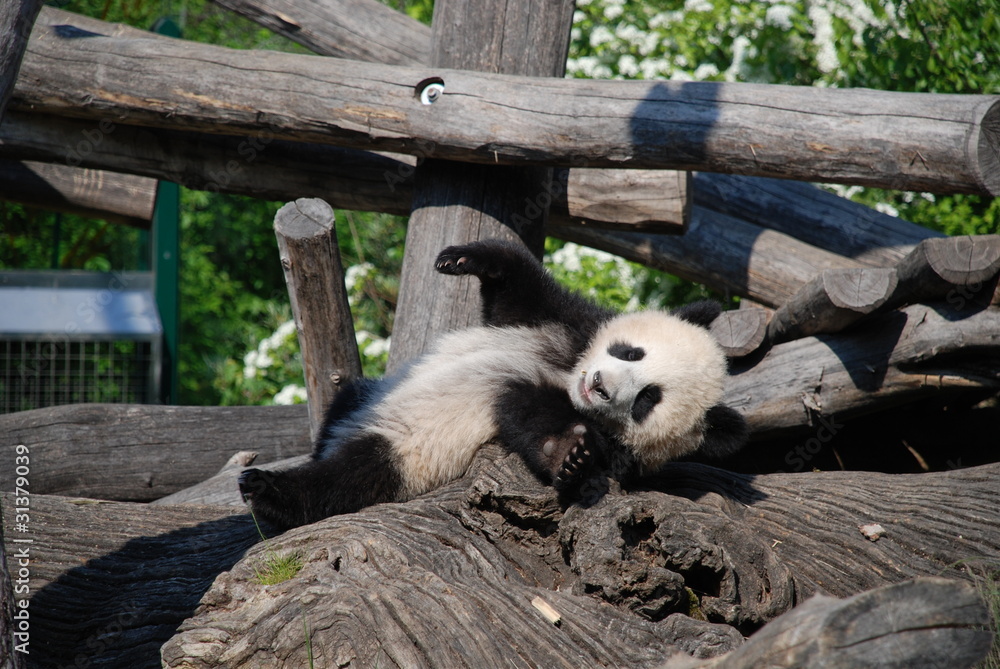 Fototapeta premium Smiling Panda Cub