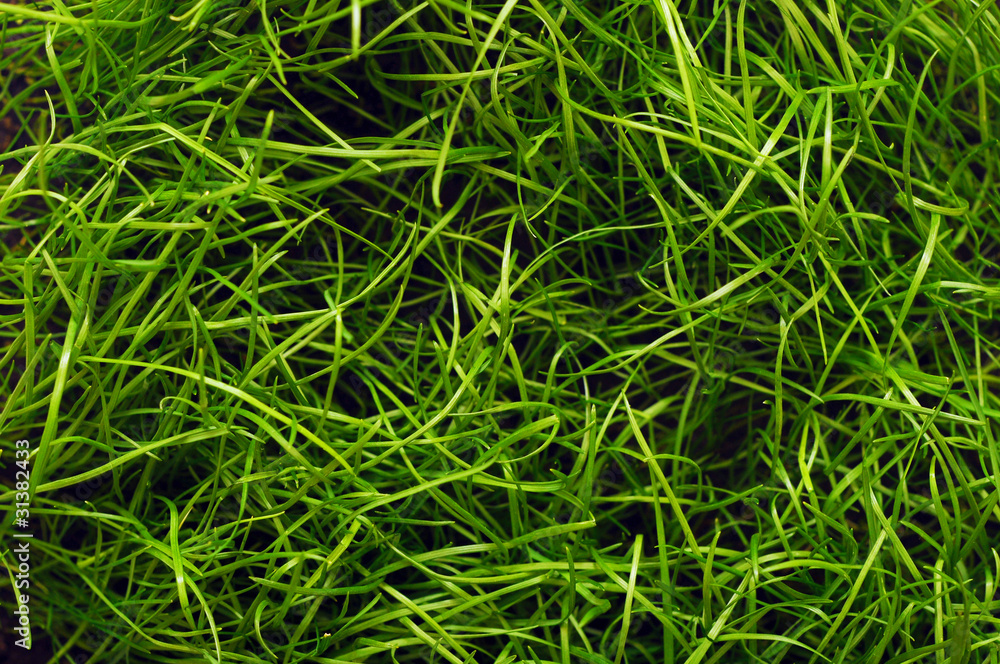 reen grass texture reen grass texture