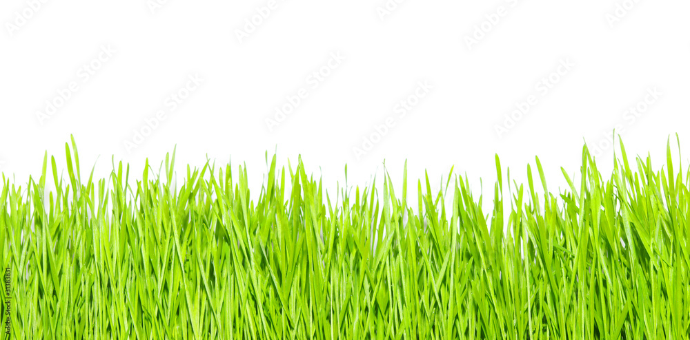 green grass green grass