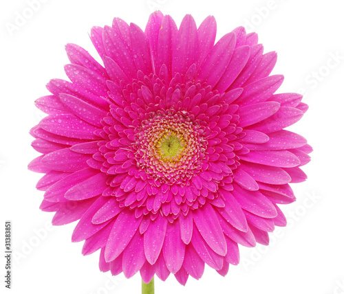 gerbera flower
