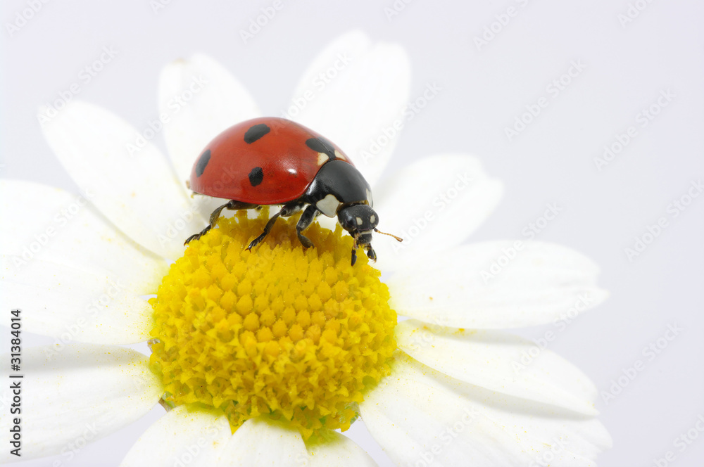 Obraz premium ladybug