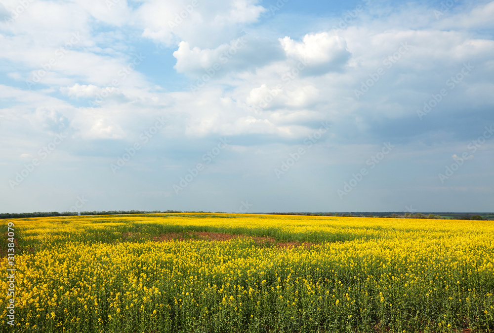Yellow field Yellow field