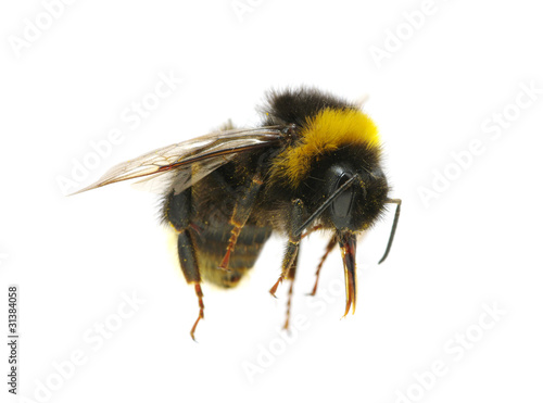 bumblebee © Alekss