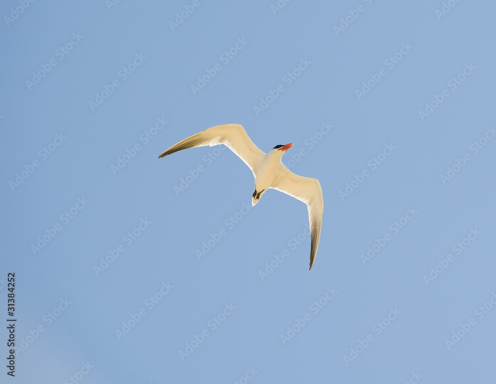 Caspian tern in flight