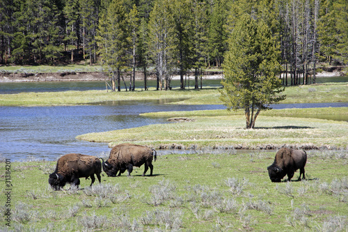 USA - Yellowstone NP-Bison im Hayden Valley 03