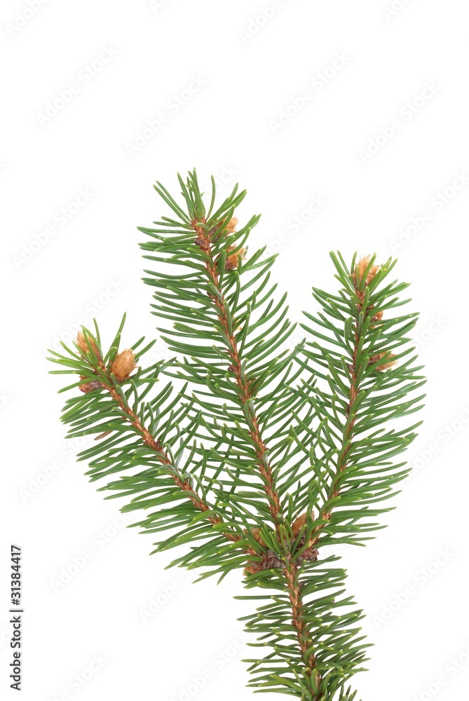 Naklejka premium spruce's twig