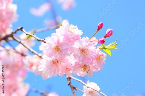 八重桜 © D-cuprio
